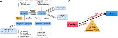 Therapeutic Potential of SphK1 Inhibitors Based on Abnormal Expression of SphK1 in Inflammatory Immune Related-Diseases